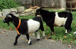 Guard Goats